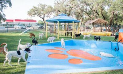 Almacan – Hotel y Residencia Canina en Madrid