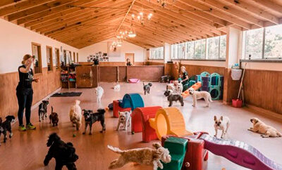 ¿Moda o necesidad? El alojamiento para perros se vuelve esencial