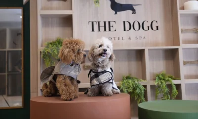 The Dogg | Hotel Boutique