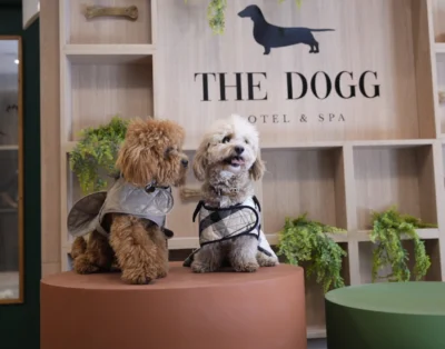 The Dogg Hotel | Hotel boutique para perros | Madrid