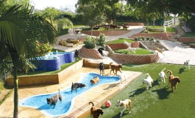 Malilupus | Centro de entrenamiento y Residencia Canina