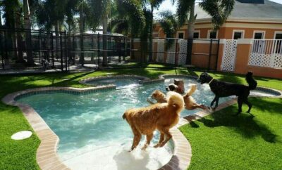 CityDog Madrid – Hotel Canino Familiar