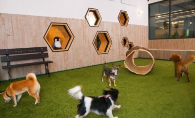 Wag Wag | Guardería Canina urbana en Madrid