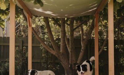 Residencia Canina Los Hueros | Hotel para Perros en Madrid