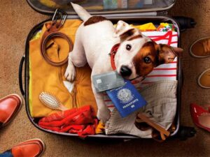 Pasaportes perro