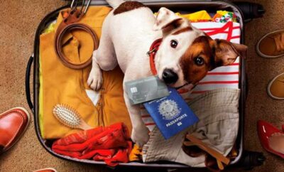¡Sin pasaporte para perros en España, no viajas en 2025!