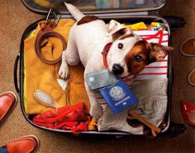 ¡Sin pasaporte para perros en España, no viajas en 2025!