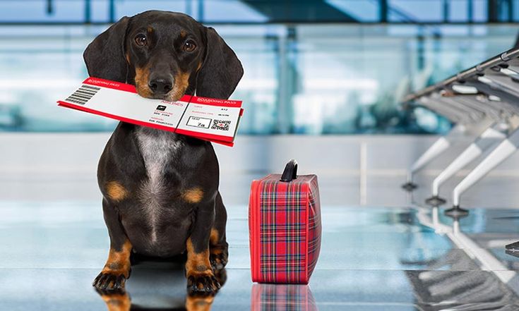 Pasaporte Europeo para perros