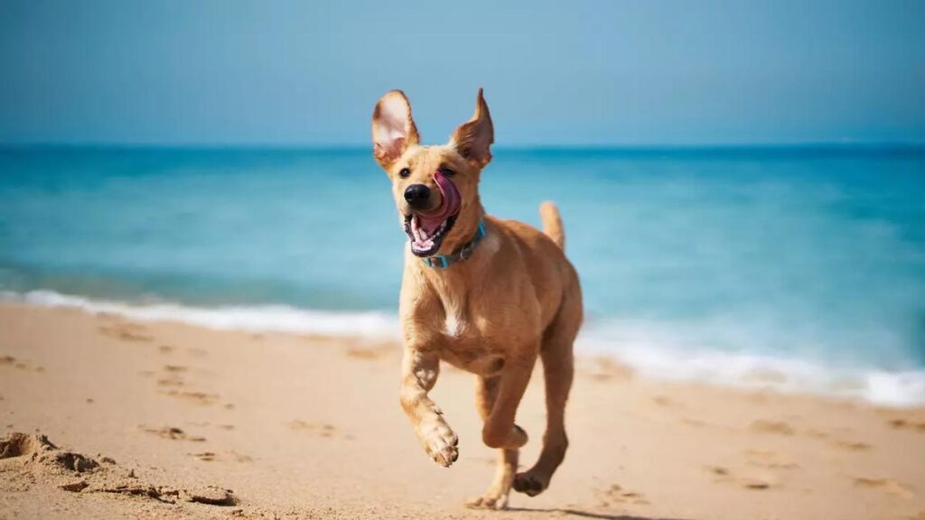Playa de Camposoto Pet friendly