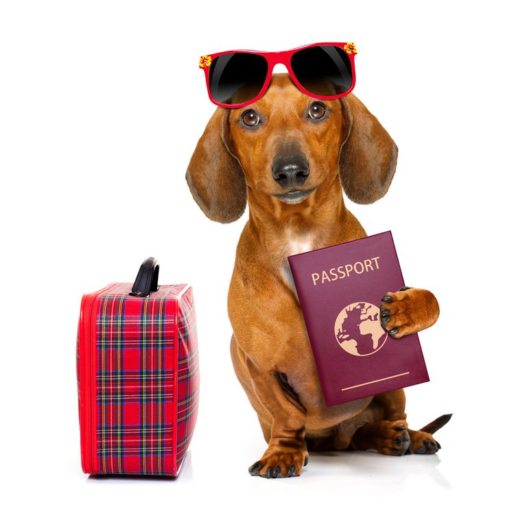 Pasaporte Europeo para perros