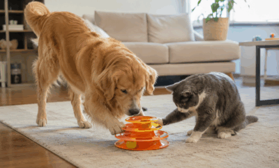 Juguetes para perros y gatos: beneficios, tipos y cómo elegir el mejor en España