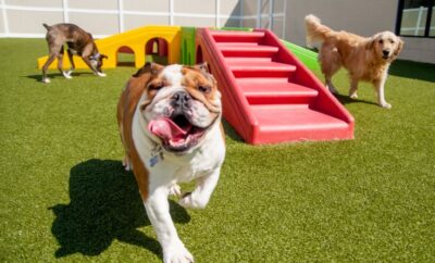Narub | Hotel y Residencia para Mascotas en Madrid
