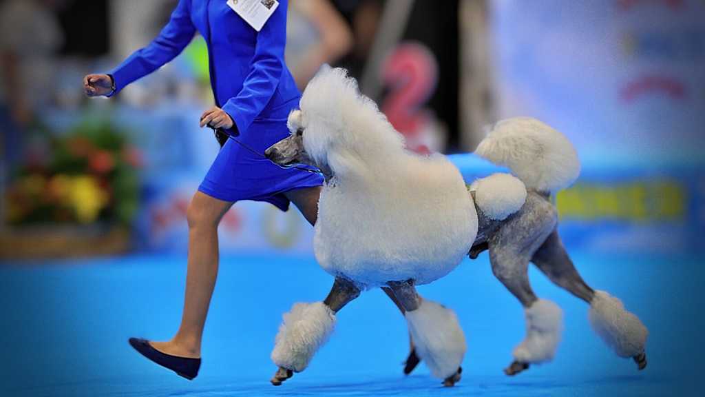 Exposición Internacional Canina