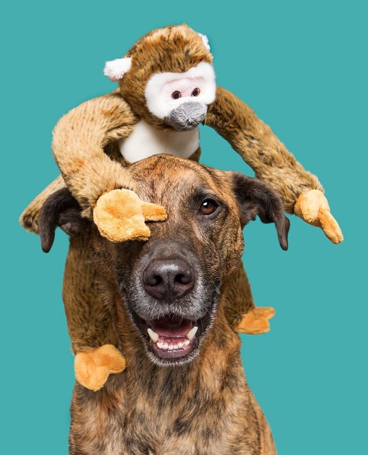 Juguetes para Perros