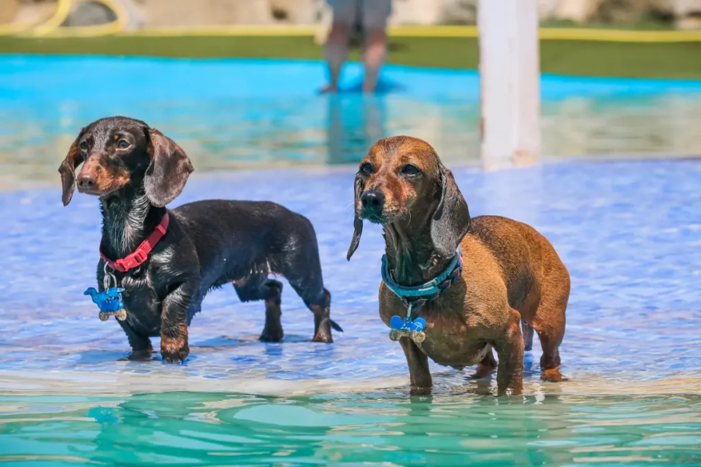 parque de perros acuático
