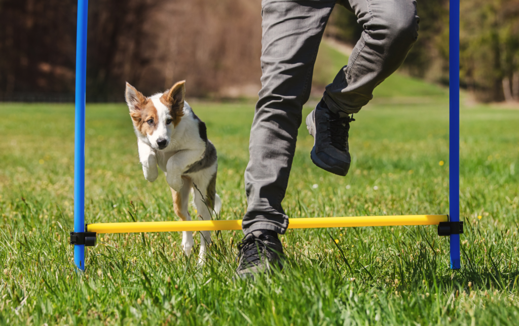 Parque santa margarita con elementos de agility