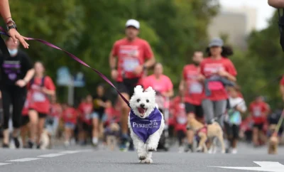 ¡Perrotón Madrid y los mejores eventos para mascotas en España este 2025!