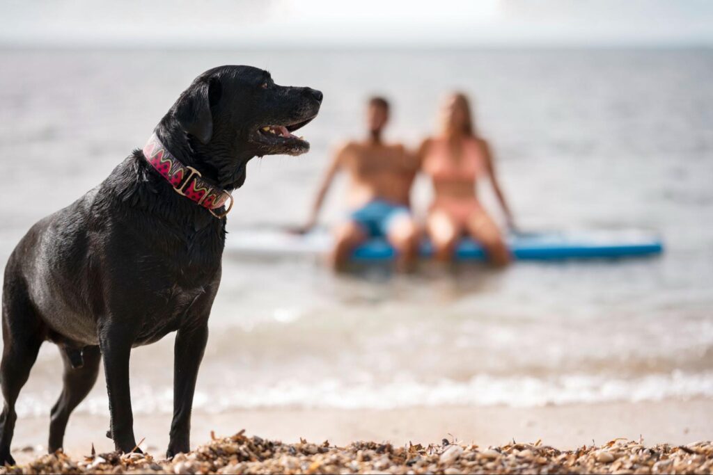 Playa La Rubina Pet friendly