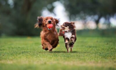 Top 10 parques para perros más increíbles de España