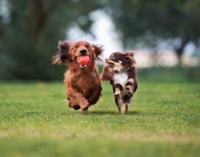 Top 10 parques para perros más increíbles de España