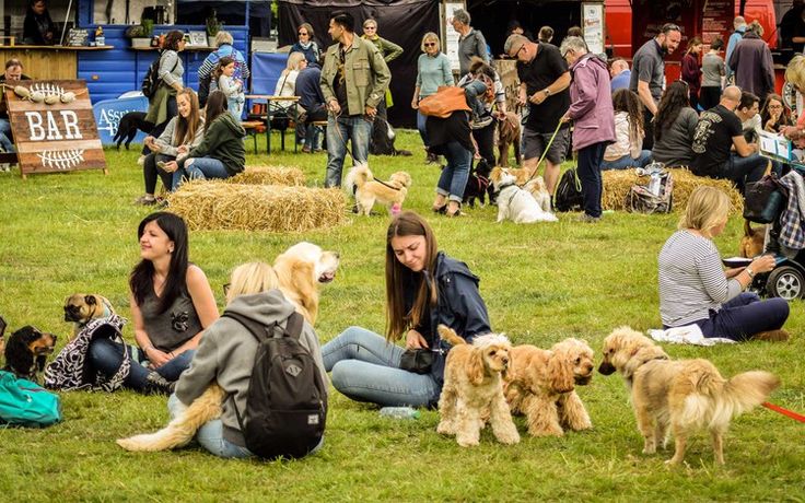 Actividades para perros Madrid