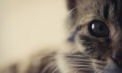 Adopción de gatos: cómo prepararte para recibir a tu nuevo compañero