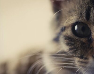 Adopción de gatos: cómo prepararte para recibir a tu nuevo compañero