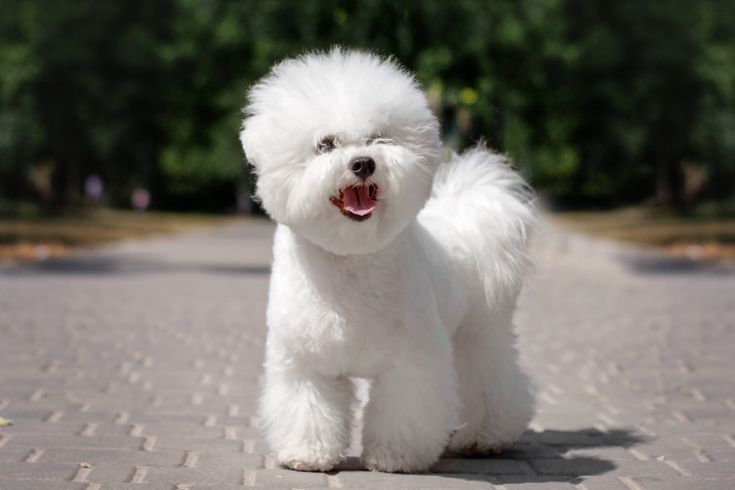 Perro Bichon frise
