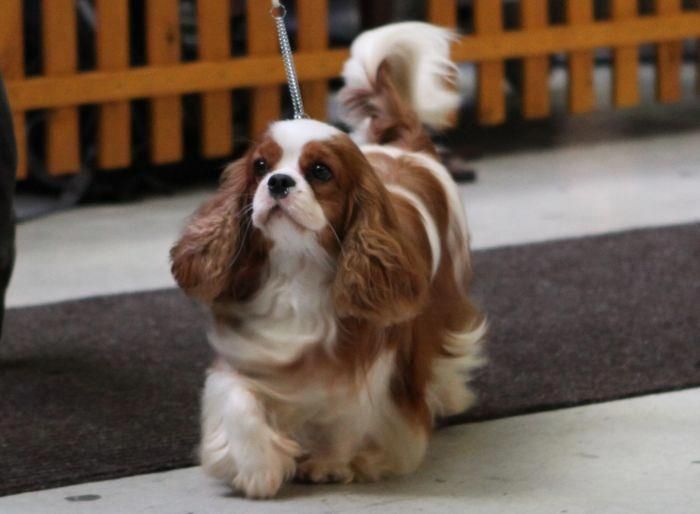 Perro Kinh Charles Spaniel