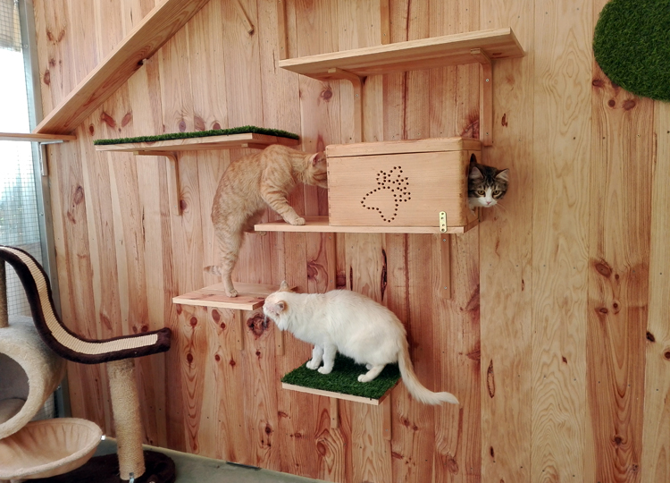 Gatocan Resort residencia felina