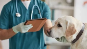 Urgencia veterinaria perro