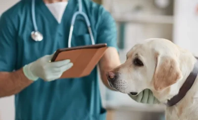 Veterinario 24 horas: 5 mejores hospitales para emergencias en Madrid