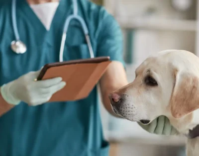 Veterinario 24 horas: 5 mejores hospitales para emergencias en Madrid