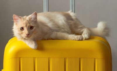 Residencia para Gatos en Vacaciones: Guía Completa para Elegir la Mejor Opción
