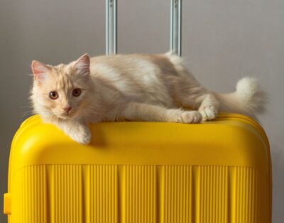 Residencia para Gatos en Vacaciones: Guía Completa para Elegir la Mejor Opción