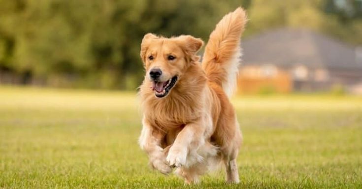Perro Golden Retriever