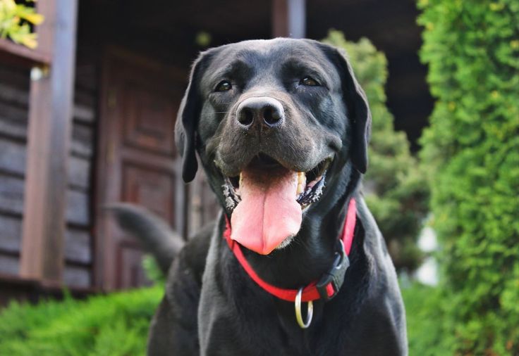 Labrador Retriever negro