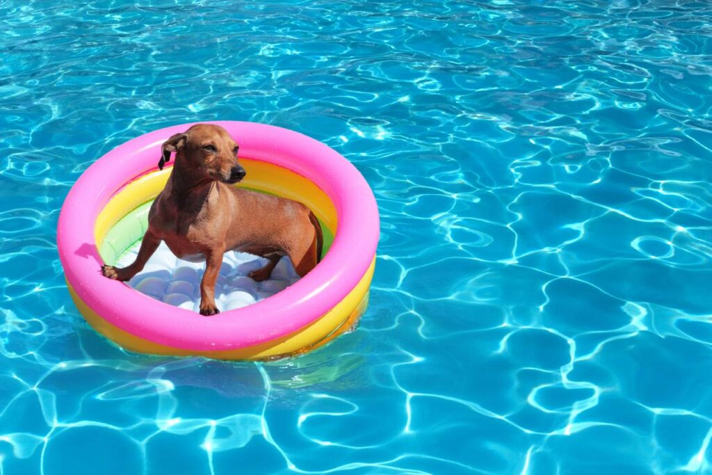Piscinas de perros madrid