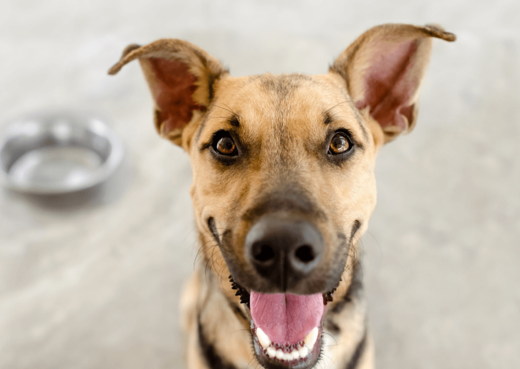 Perro de otras razas