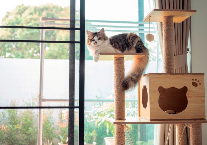 El gato con botas residencia gatos vacaciones