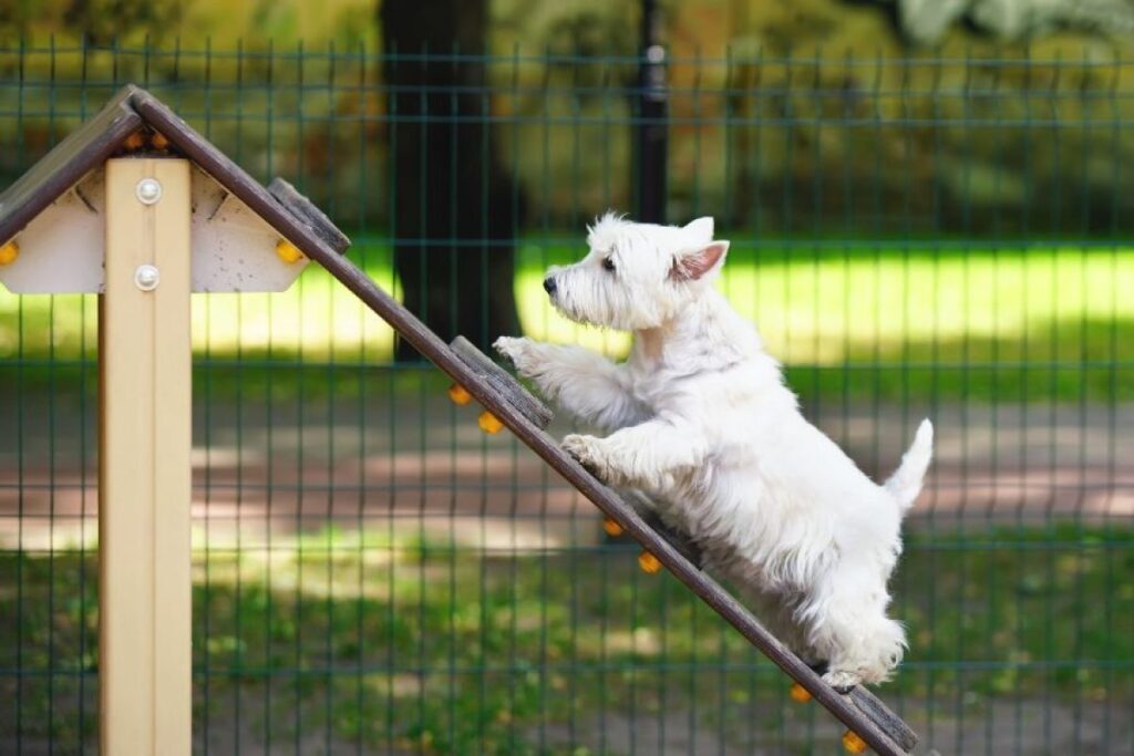 Parques Inteligentes para perros madrid