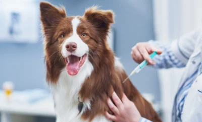 Vacunas Para Perros: Lo Que Todo Dueño Debe Saber