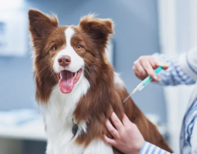 Vacunas Para Perros: Lo Que Todo Dueño Debe Saber