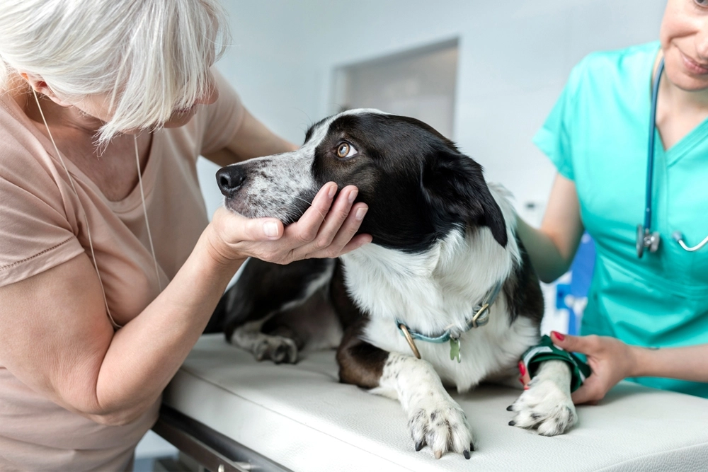 Veterinaria españa perro
