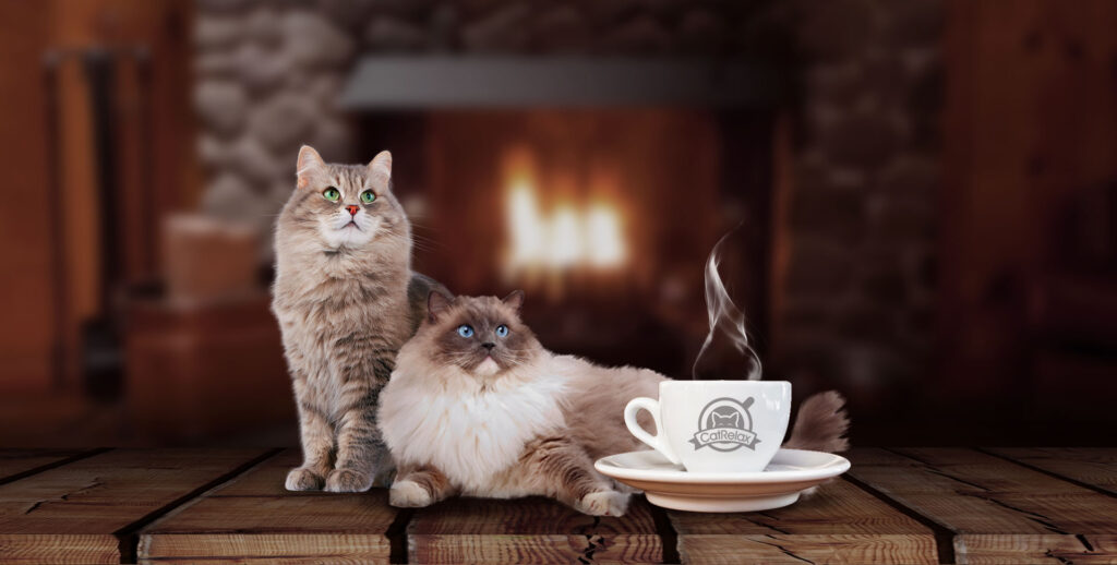 Cat relax hotel felino residencia de gatos