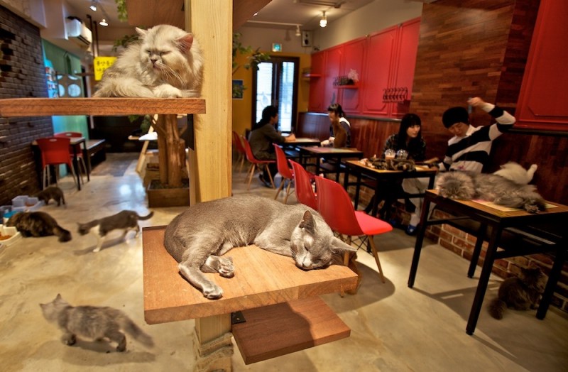 La gatoteca residencia felina