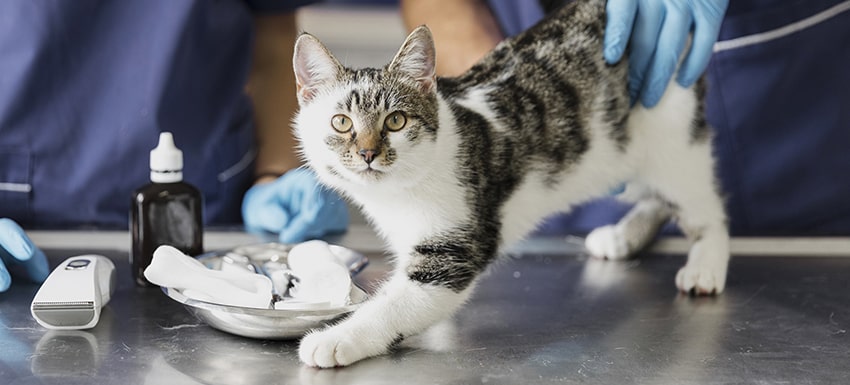 Veterinario 24 horas gato