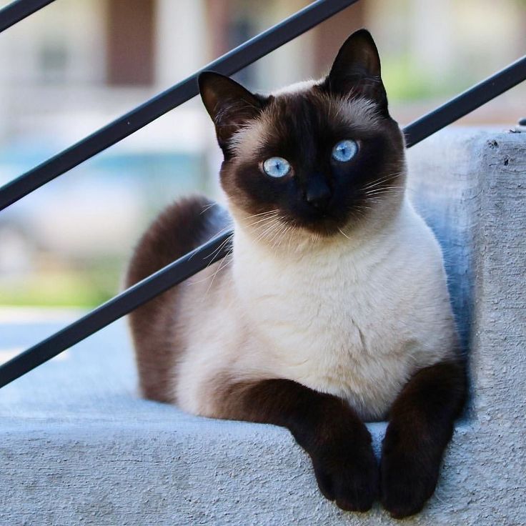 Apariencia gato siames