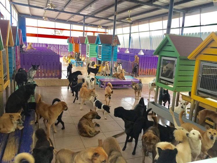 Refugio de Mascotas