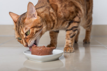 Alimentacion gato bengali